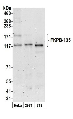 FKBP-135 Rabbit anti-Human, Mouse, Polyclonal, Bethyl Laboratories 100