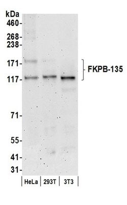 FKBP-135 Polyclonal Antibody, Bethyl Laboratories:Antibodies:Primary Antibodies