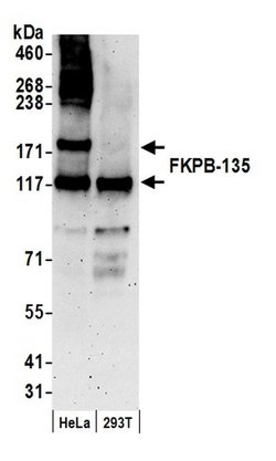 FKBP-135 Rabbit anti-Human, Polyclonal, Bethyl Laboratories 100 &mu;L;