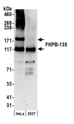 FKBP-135 Polyclonal Antibody, Bethyl Laboratories:Antibodies:Primary Antibodies