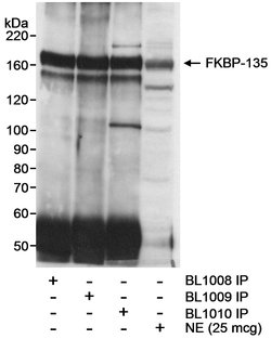 FKBP-135 Rabbit anti-Human, Polyclonal, Bethyl Laboratories 10 &mu;L; Unconjugated:Antibodies,