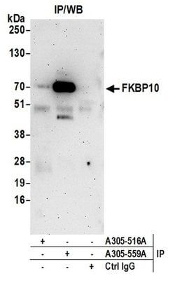 FKBP10 Rabbit anti-Human, Polyclonal, Bethyl Laboratories 10 &mu;L; Unconjugated:Antibodies,