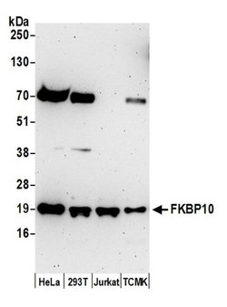 FKBP10 Rabbit anti-Human, Mouse, Polyclonal, Bethyl Laboratories 100 &mu;L;