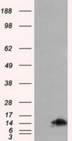 FKBP1A Mouse anti-Human, Clone: OTI3B3, lyophilized, TrueMAB 100 &mu;g;
