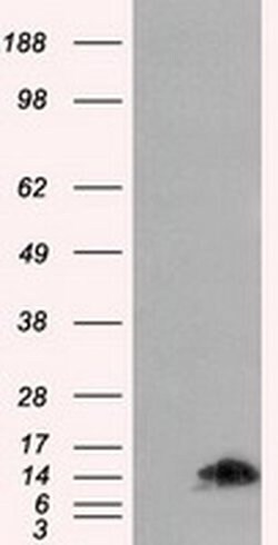 FKBP1A Mouse anti-Human, Clone: OTI3B3, TrueMAB , Origene 30 &mu;L; Unconjugated:Anticorps,