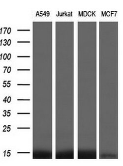 FKBP1A Mouse anti-Human, Clone: OTI3B3, lyophilized, TrueMAB 100 &mu;g;