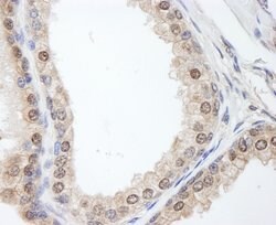 FKBP4/FKBP52 Rabbit anti-Human, Mouse, Polyclonal, Bethyl Laboratories