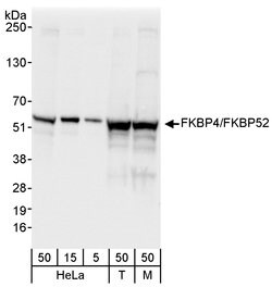 FKBP4/FKBP52 Rabbit anti-Human, Mouse, Polyclonal, Bethyl Laboratories