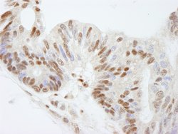FKBP5/FKBP51 Polyclonal Antibody, Bethyl Laboratories 10 &mu;l; Unlabeled:Antibodies,