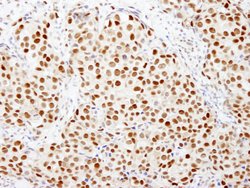 FKBP5/FKBP51 Polyclonal Antibody, Bethyl Laboratories 10 &mu;l; Unlabeled:Antibodies,