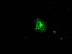 FKBP5 Mouse anti-Human, Clone: OTI3E9, liquid, TrueMAB 30 &mu;L; Unconjugated:Antibodies,
