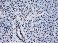 FKBP5 Mouse anti-Human, Clone: OTI3E9, liquid, TrueMAB 30 &mu;L; Unconjugated:Antibodies,