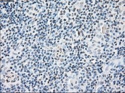 FKBP5 Mouse anti-Human, Clone: OTI3E9, liquid, TrueMAB 30 &mu;L; Unconjugated:Antibodies,