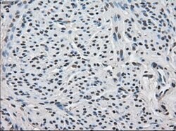 FKBP5 Mouse anti-Human, Clone: OTI3E9, liquid, TrueMAB 30 &mu;L; Unconjugated:Antibodies,