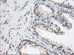FKBP5 Mouse anti-Human, Clone: OTI3E9, liquid, TrueMAB 30 &mu;L; Unconjugated:Antibodies,