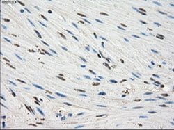 FKBP5 Mouse anti-Human, Clone: OTI3E9, liquid, TrueMAB 30 &mu;L; Unconjugated:Antibodies,