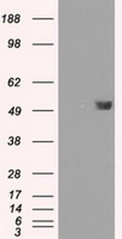 FKBP5 Mouse anti-Human, Clone: OTI3E9, liquid, TrueMAB 30 &mu;L; Unconjugated:Antibodies,