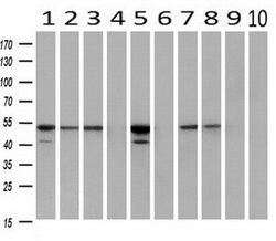 FKBP5 Mouse anti-Human, Clone: OTI3E9, liquid, TrueMAB 30 &mu;L; Unconjugated:Antibodies,