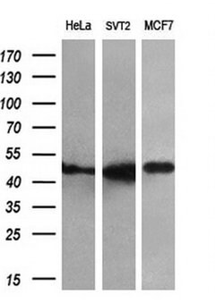 FKBP5 Mouse anti-Human, Clone: OTI3E9, liquid, TrueMAB 30 &mu;L; Unconjugated:Antibodies,