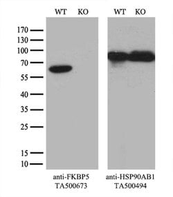 FKBP5 Mouse anti-Human, Clone: OTI3E9, liquid, TrueMAB 30 &mu;L; Unconjugated:Antibodies,