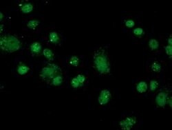 FKBPL Monoclonal Antibody (OTI2D8), TrueMAB , OriGene:Antibodies:Primary