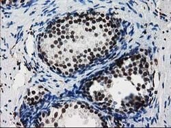 FKBPL Monoclonal Antibody (OTI2D8), TrueMAB , OriGene 100 &mu;L; Unconjugated:Antibodies,
