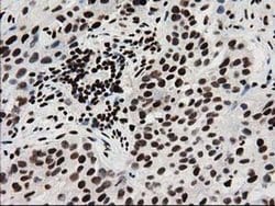 FKBPL Monoclonal Antibody (OTI2D8), TrueMAB , OriGene 100 &mu;L; Unconjugated:Antibodies,