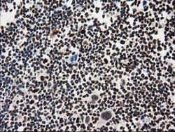 FKBPL Monoclonal Antibody (OTI2D8), TrueMAB , OriGene:Antibodies:Primary