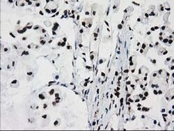 FKBPL Monoclonal Antibody (OTI2D8), TrueMAB , OriGene 100 &mu;L; Unconjugated:Antibodies,