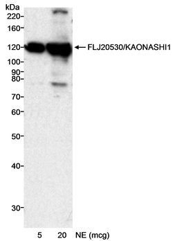 FLJ20530/KAONASHI1 Rabbit anti-Human, Polyclonal, Bethyl Laboratories 10