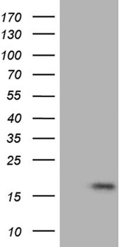FLJ33360 Mouse anti-Human, Clone: OTI8C7, lyophilized, TrueMAB 100 &mu;g;