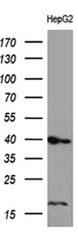 FLJ33360 Mouse anti-Human, Clone: OTI8C7, lyophilized, TrueMAB 100 &mu;g;