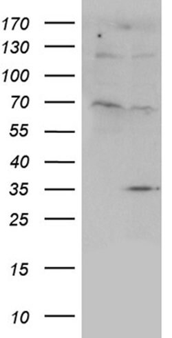 FLJ40504 Mouse anti-Human, Clone: OTI12H3, lyophilized, TrueMAB 100 &mu;g;