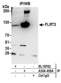 FLRT3 Rabbit anti-Human, Polyclonal, Bethyl Laboratories 100 &mu;L; Unconjugated:Antibodies,