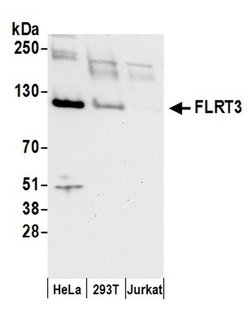 FLRT3 Rabbit anti-Human, Polyclonal, Bethyl Laboratories 100 &mu;L; Unconjugated:Antibodies,