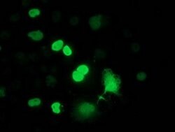 FLYWCH2 Mouse anti-Human, Clone: OTI2F5, lyophilized, TrueMAB 100 &mu;g;