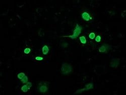 FLYWCH2 Monoclonal Antibody (OTI3G3), TrueMAB , OriGene 30 &mu;L; Unconjugated:Antibodies,