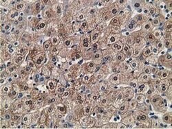 FLYWCH2 Monoclonal Antibody (OTI3G3), TrueMAB , OriGene 30 &mu;L; Unconjugated:Antibodies,