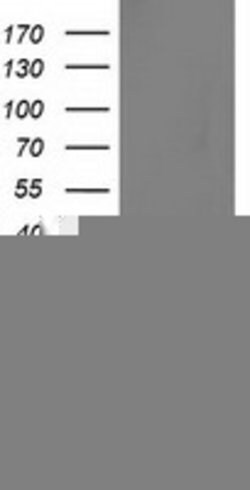 FLYWCH2 Mouse anti-Human, Clone: OTI2F5, lyophilized, TrueMAB 100 &mu;g;