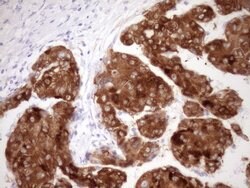 FMO3 Mouse anti-Human, Clone: OTI3H1, lyophilized, TrueMAB 100 &mu;g; Unconjugated:Antibodies,
