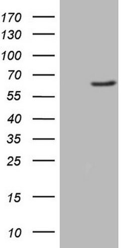 FMO3 Mouse anti-Human, Clone: OTI3H1, lyophilized, TrueMAB 100 &mu;g; Unconjugated:Antibodies,