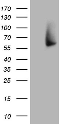 FMO3 Monoclonal Antibody (OTI1G3), TrueMAB , OriGene:Antibodies:Primary