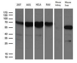 FMO3 Monoclonal Antibody (OTI1G4), TrueMAB , OriGene:Antibodies:Primary