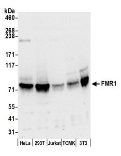 FMR1/FMRP Rabbit anti-Human, Mouse, Polyclonal, Bethyl Laboratories 100 &mu;L | Buy Online | Bethyl Laboratories, Inc | Fisher Scientific
