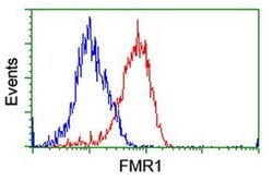 FMR1 Monoclonal Antibody (OTI5B9), TrueMAB , OriGene 100 &mu;L; Unconjugated:Antibodies,