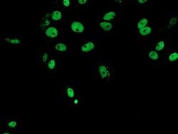 FMR1 Mouse anti-Canine, Human, Mouse, Rat, Clone: OTI1C6, lyophilized,