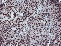 FMR1 Mouse anti-Canine, Human, Mouse, Rat, Clone: OTI1C6, lyophilized,