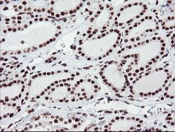 FMR1 Mouse anti-Canine, Human, Mouse, Rat, Clone: OTI1C6, lyophilized,
