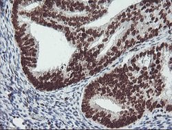 FMR1 Mouse anti-Canine, Human, Mouse, Rat, Clone: OTI1C6, lyophilized,
