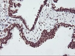 FMR1 Mouse anti-Canine, Human, Mouse, Rat, Clone: OTI1C6, lyophilized,